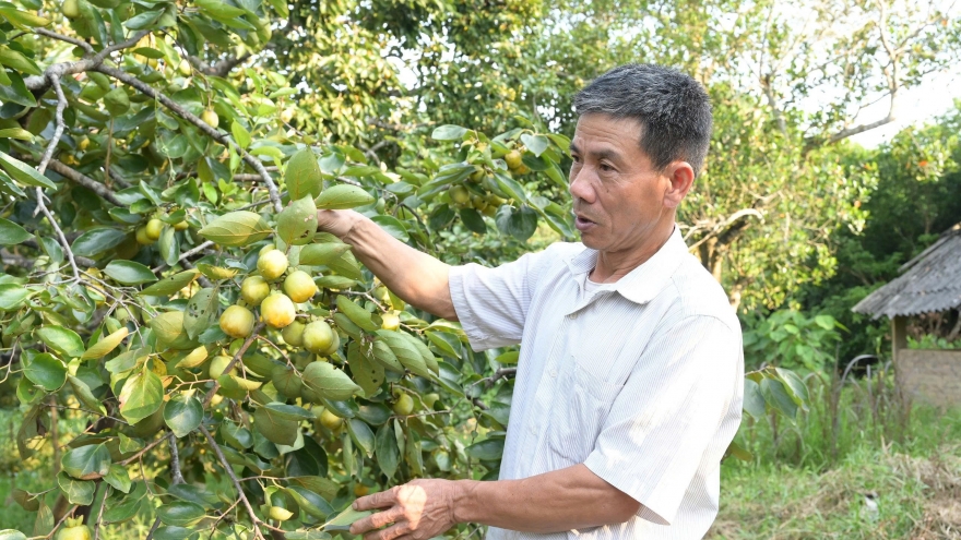 Hồng Bảo Hà - Vị ngọt trên đất thiêng
