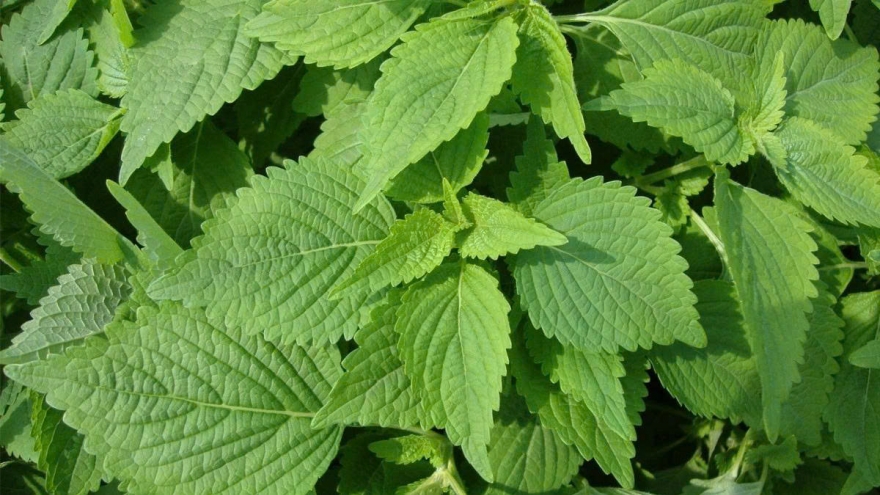 Khám phá công dụng của rau kinh giới