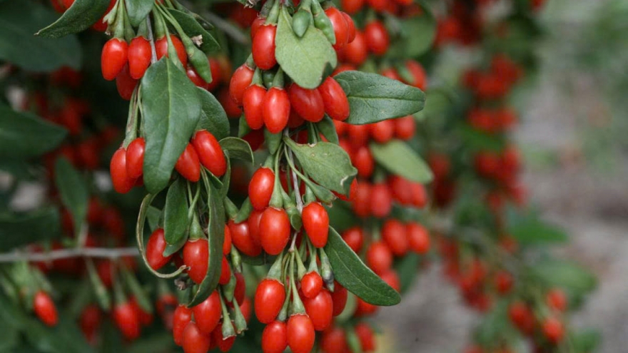 Dùng cây thuốc chữa vô sinh hiếm muộn: Thực hư hiệu quả đến đâu?