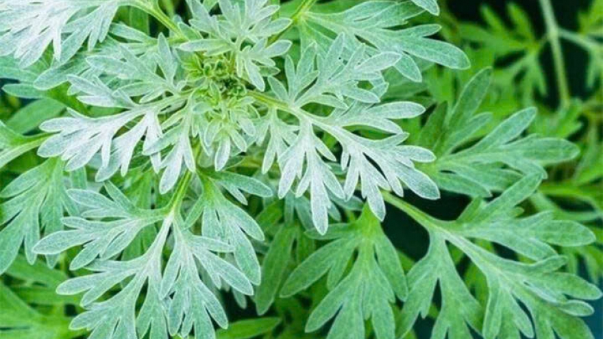 Ngải cứu - từ món ăn dân dã đến bài thuốc chữa bệnh