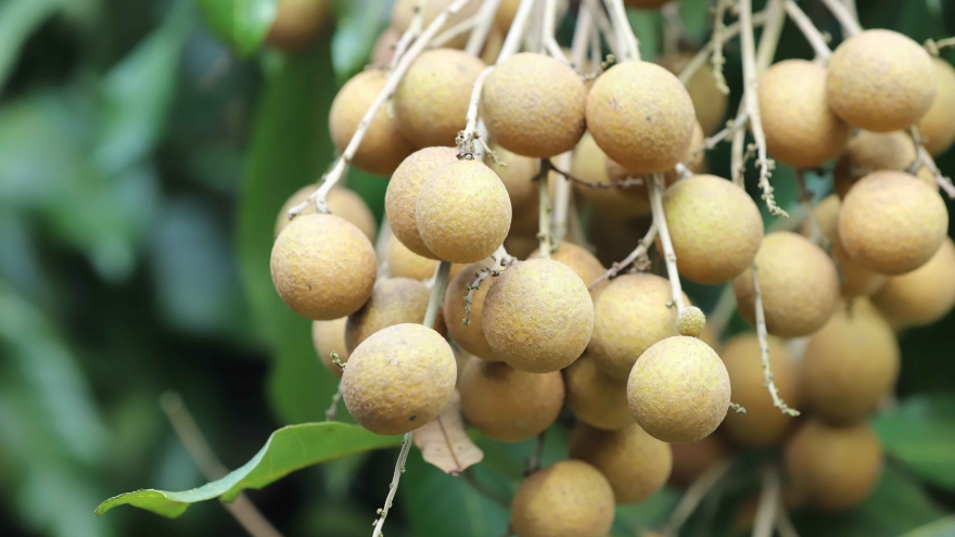 Mở vườn và kết nối cung cầu sản phẩm nhãn Ánh vàng 205 tại Sơn La