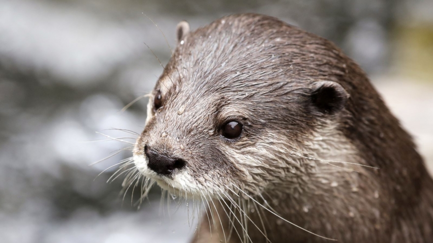 Nóng 24h: Mang rái cá quý hiếm đi bán, người phụ nữ bị bắt giữ