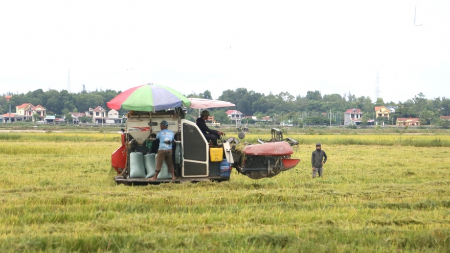 Quảng Trị hoàn tất việc thu hoạch vụ Hè Thu trước khi bão số 10 đổ bộ