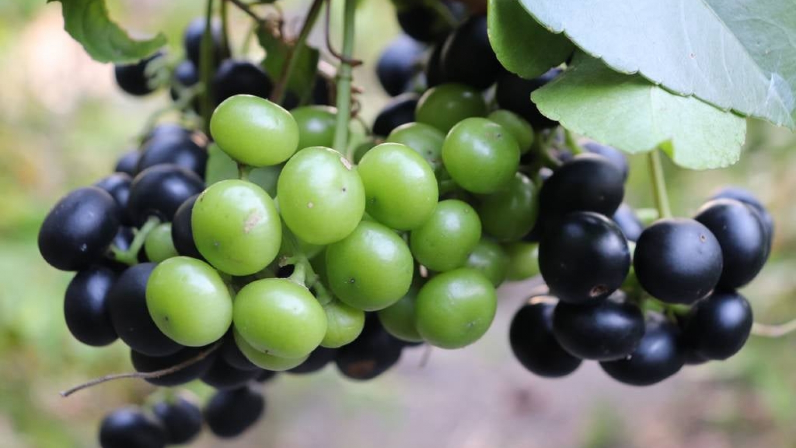 Quả dại miền Tây hóa “mỏ vàng”