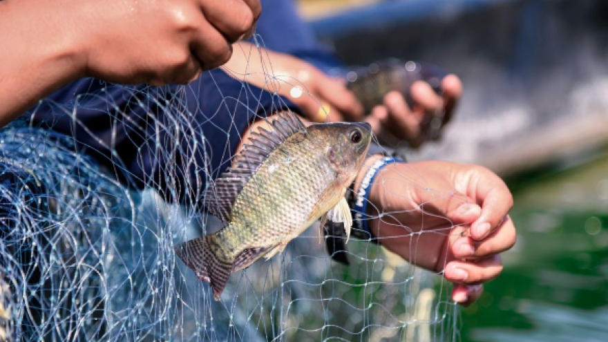 US becomes top buyer of Vietnamese tilapia in eight months