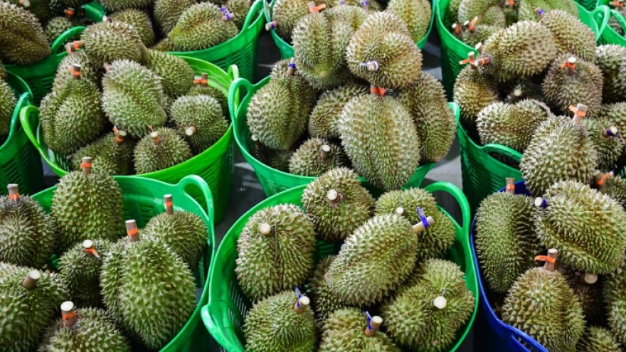 Chỉ 15 ngày 'ôm' về 650 triệu USD, xuất khẩu rau quả làm được điều khó tin