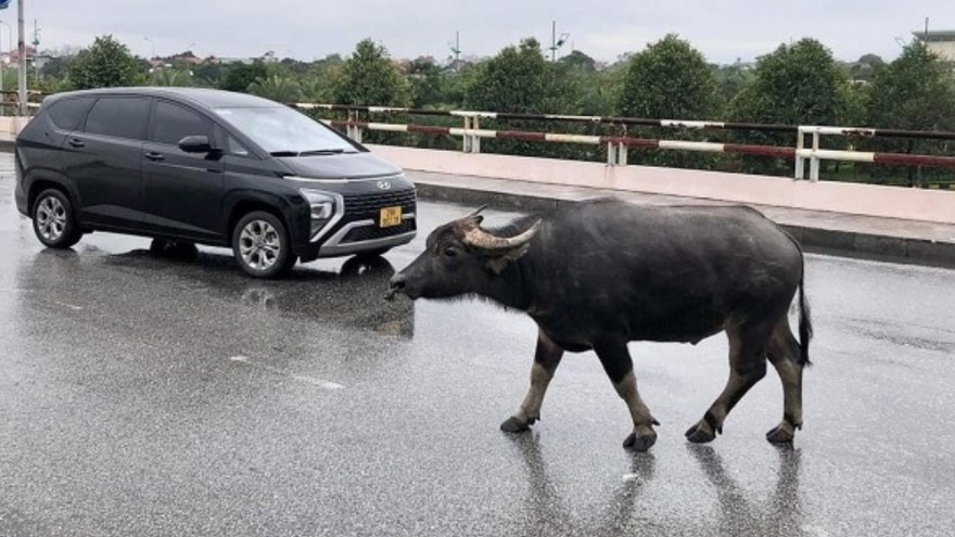 Tìm chủ sở hữu con trâu liên quan vụ tai nạn giao thông chết người