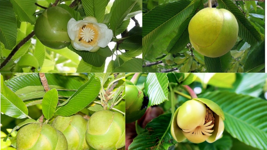 Loại quả rừng rụng đầy gốc, người dân chỉ việc nhặt đem bán kiếm tiền