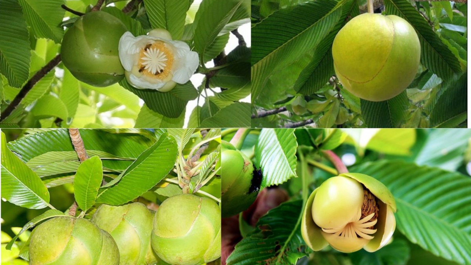 Loại quả rừng rụng đầy gốc, người dân chỉ việc nhặt đem bán kiếm tiền