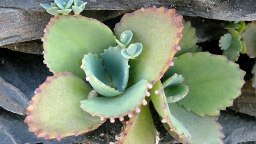 Cây thuốc đa năng, tốt cho sức khỏe nhưng nhiều người lại chỉ trồng làm cảnh