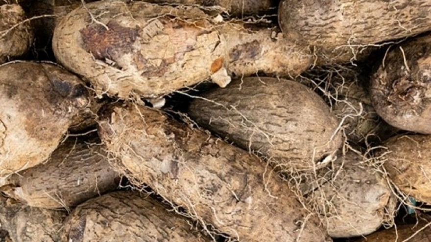 Việt Nam có củ đầy lông, bổ dưỡng chẳng kém nhân sâm nhưng hay bị ngó lơ