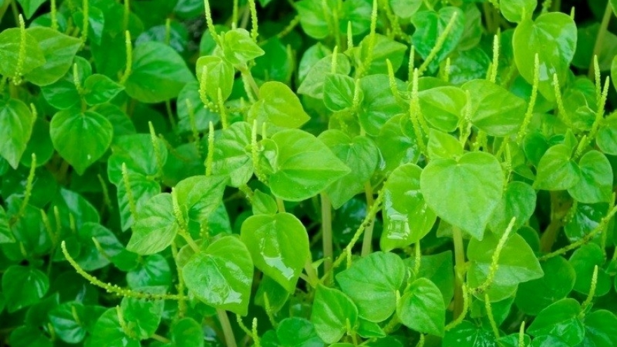 Cây thuốc quý không trồng vẫn mọc đầy vườn lại có lợi đủ đường cho sức khỏe