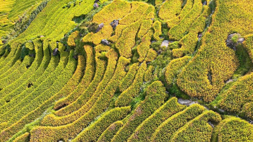 Golden terraced fields at 2,000m draw crowds of tourists