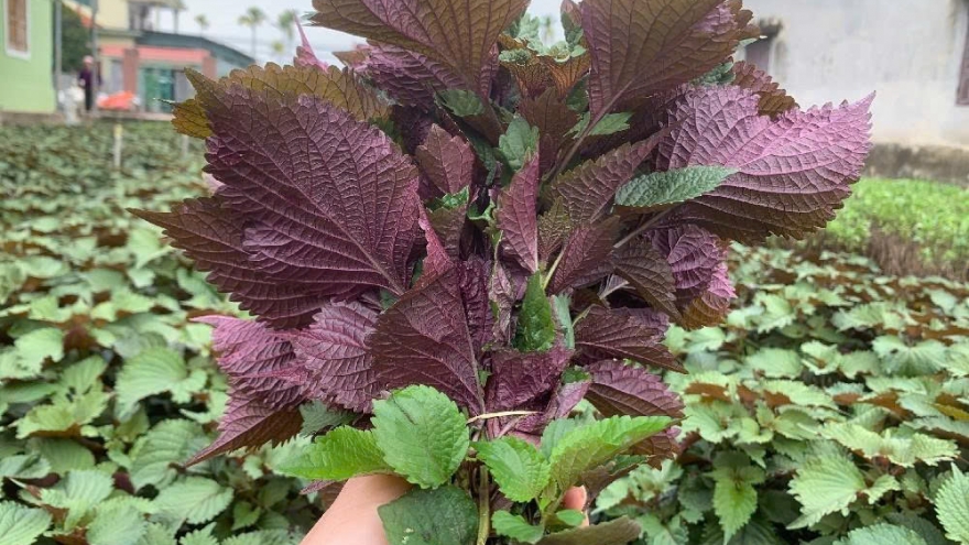 Lá tía tô và công dụng giảm cảm trong dân gian