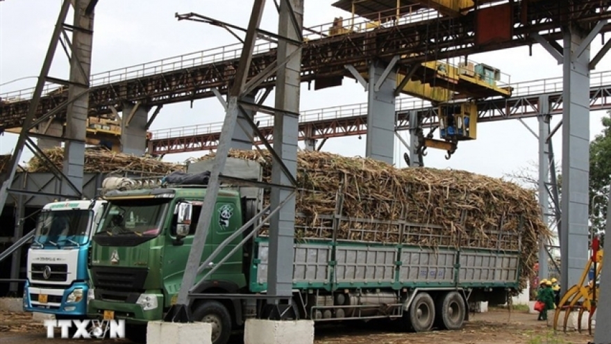 Vietnam’s sugar productivity maintains top regional spot