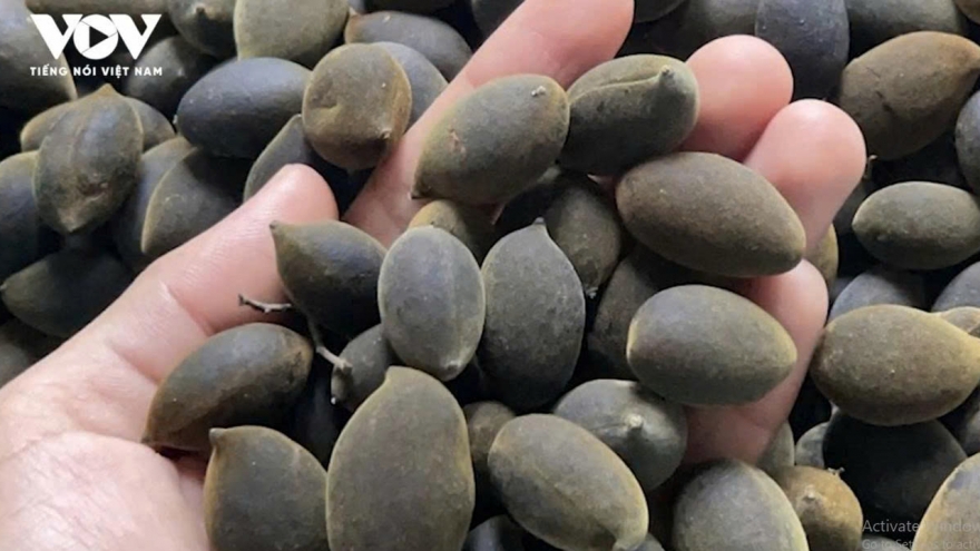 Lên núi hái “lộc trời”, thu tiền triệu mỗi ngày