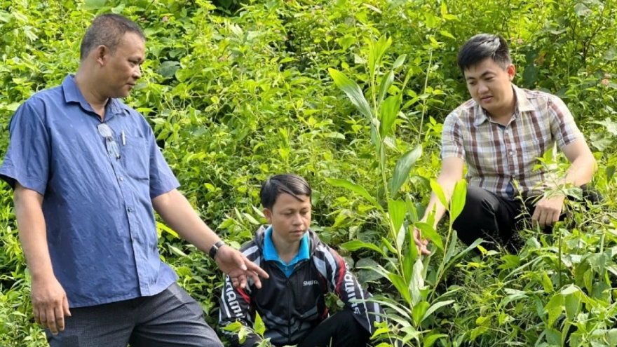 Đà Nẵng khuyến khích người dân vùng cao trồng rừng gỗ lớn