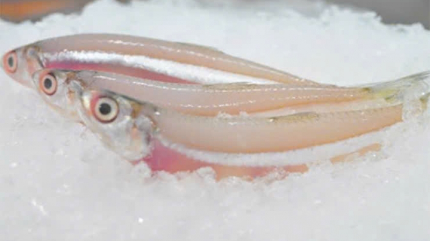 Loại cá "nhà nghèo" phơi khô bán gần nửa triệu/kg, thành đặc sản nổi tiếng