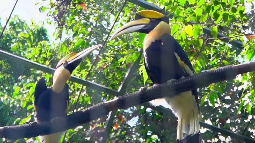 Xuất hiện chim hồng hoàng quý hiếm bay vào vườn nhà dân ở tỉnh Quảng Trị