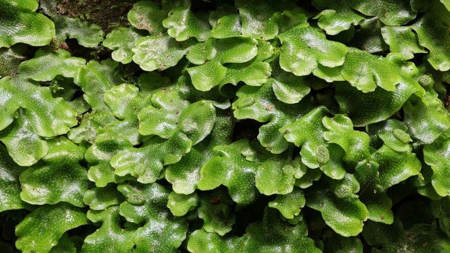 Vừa là “siêu rau” vừa là dược liệu quý, loài cây dại này đang được lùng mua