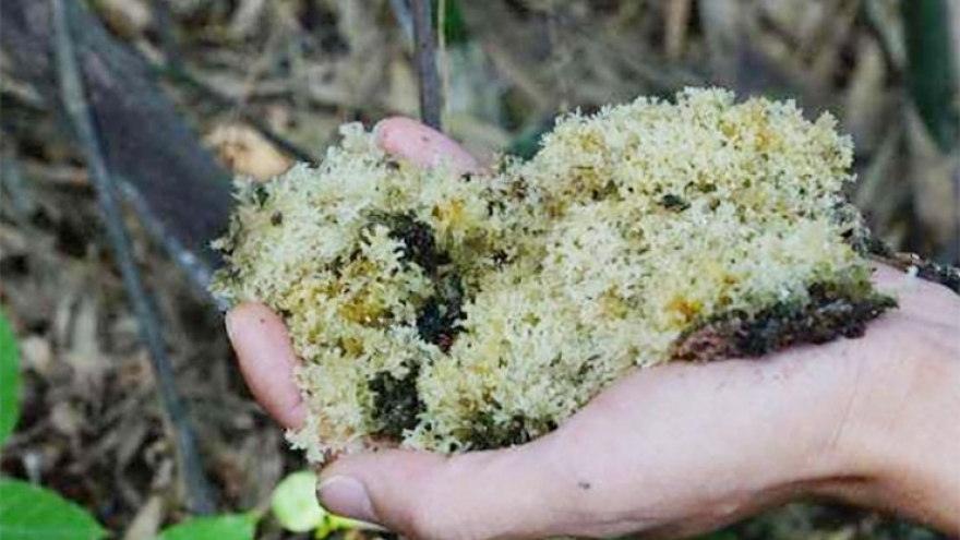 Loại nấm lạ bám trên cây tre được ví như "tổ yến", giá gần 700.000 đồng/kg