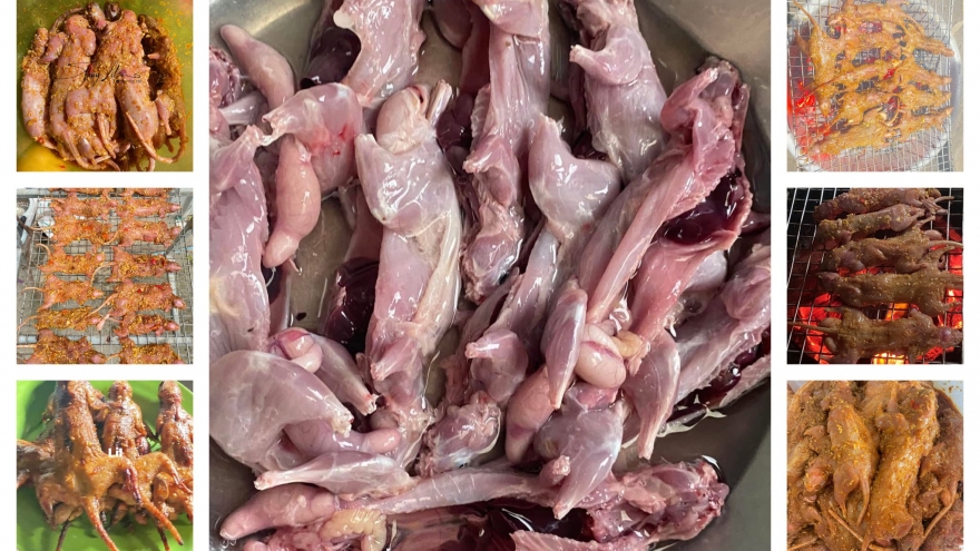 Người dân miền Tây tìm bắt loài vật “phá hoại” cây dừa, bán giá đắt đỏ