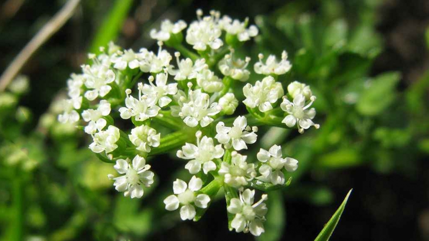 Cây dại cho lợn ăn, là vị thuốc quý, giờ bán đắt đỏ giúp nông dân đổi đời