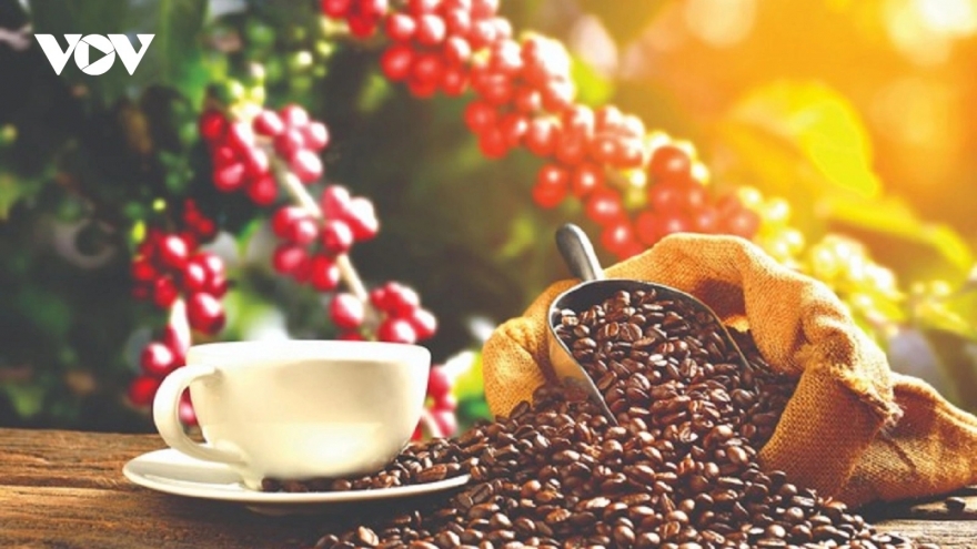 Giá cà phê hôm nay 10/11: Giá cà phê trong nước thu mua ở mức 119.500 đồng/kg