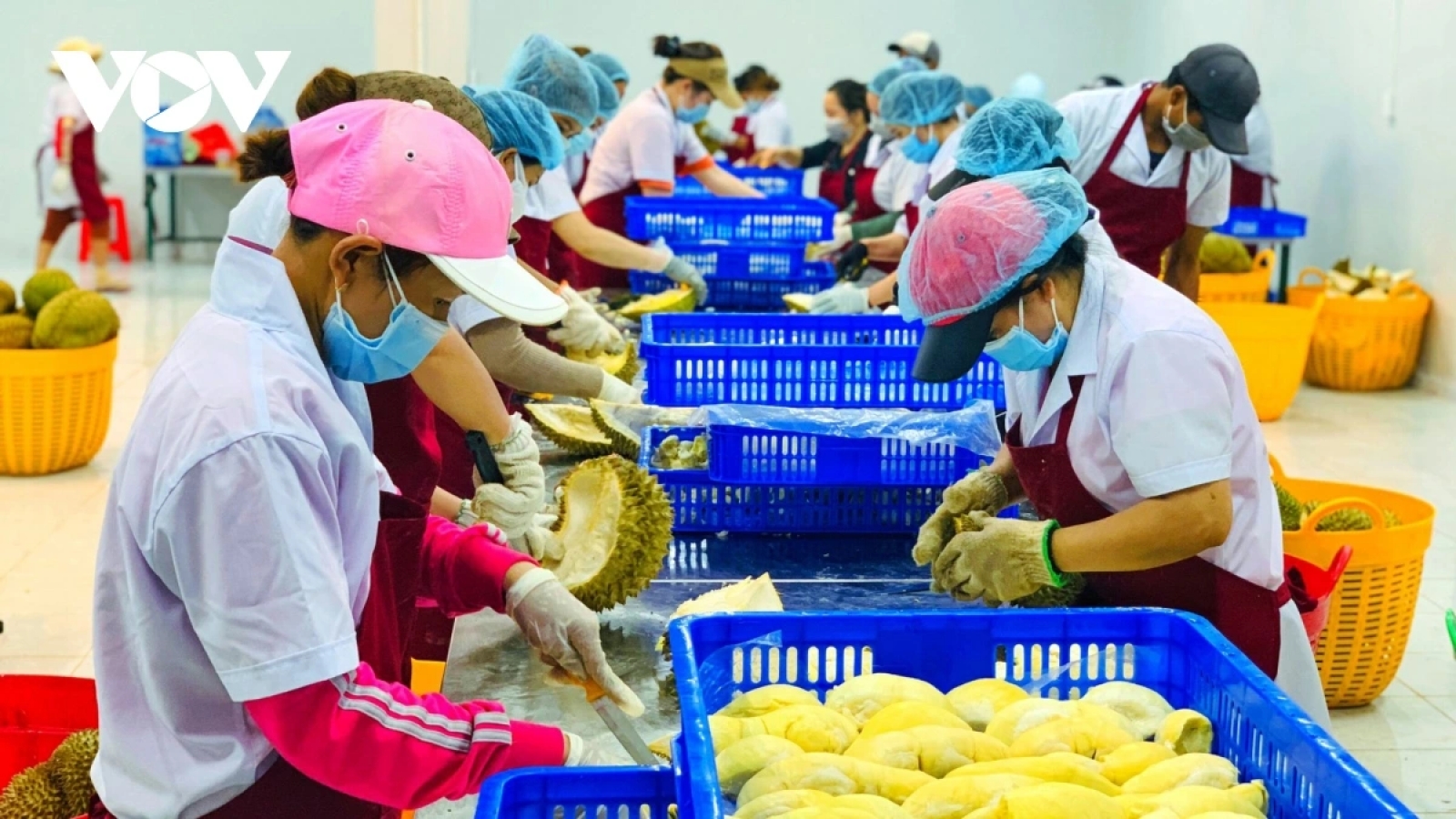 Agro-forestry-fishery exports on track to hit record high in 2025