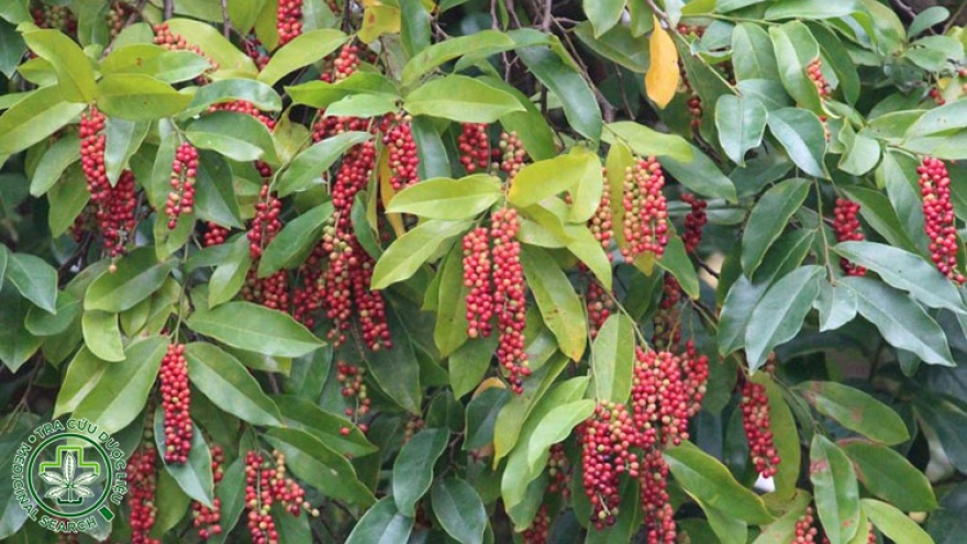 Loại quả trẻ con miền núi hái ăn chơi nay hóa "mỏ vàng"