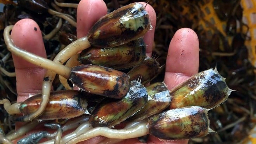 Đặc sản “xấu xí” miền Tây được dân thành phố ưa chuộng