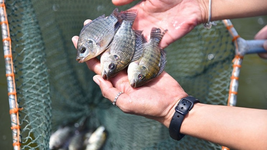Tilapia export value soars, spurring Vietnam’s aquaculture growth