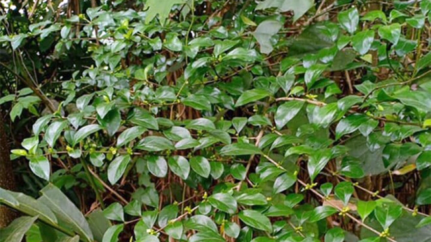Hái lá ra tiền, đặc sản lạ từ cây mọc bờ rào