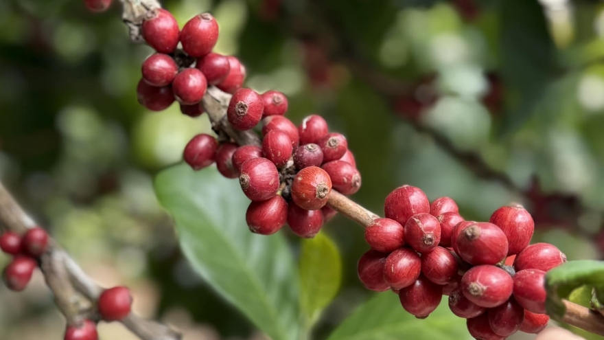 Giá cà phê hôm nay 24/4: Giá cà phê trong nước và thế giới cùng tăng