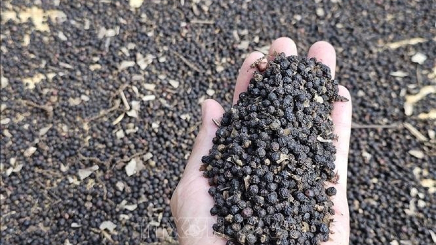 Pepper export turnover surge 27.6% in nine months