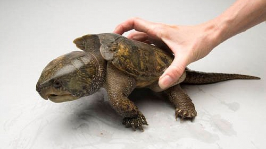 Rare big-headed turtle released back to nature in Quang Ngai
