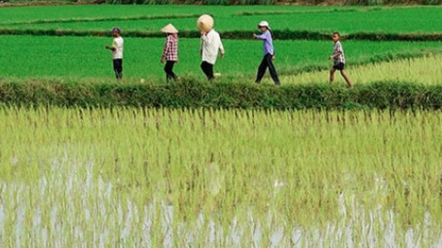 Vietnam, Australia boost cooperation in rice production and value chain
