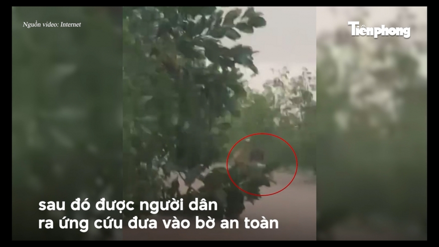 Clip: Học sinh Quảng Ninh bị lũ cuốn trôi may mắn thoát chết nhờ bám vào bụi cây