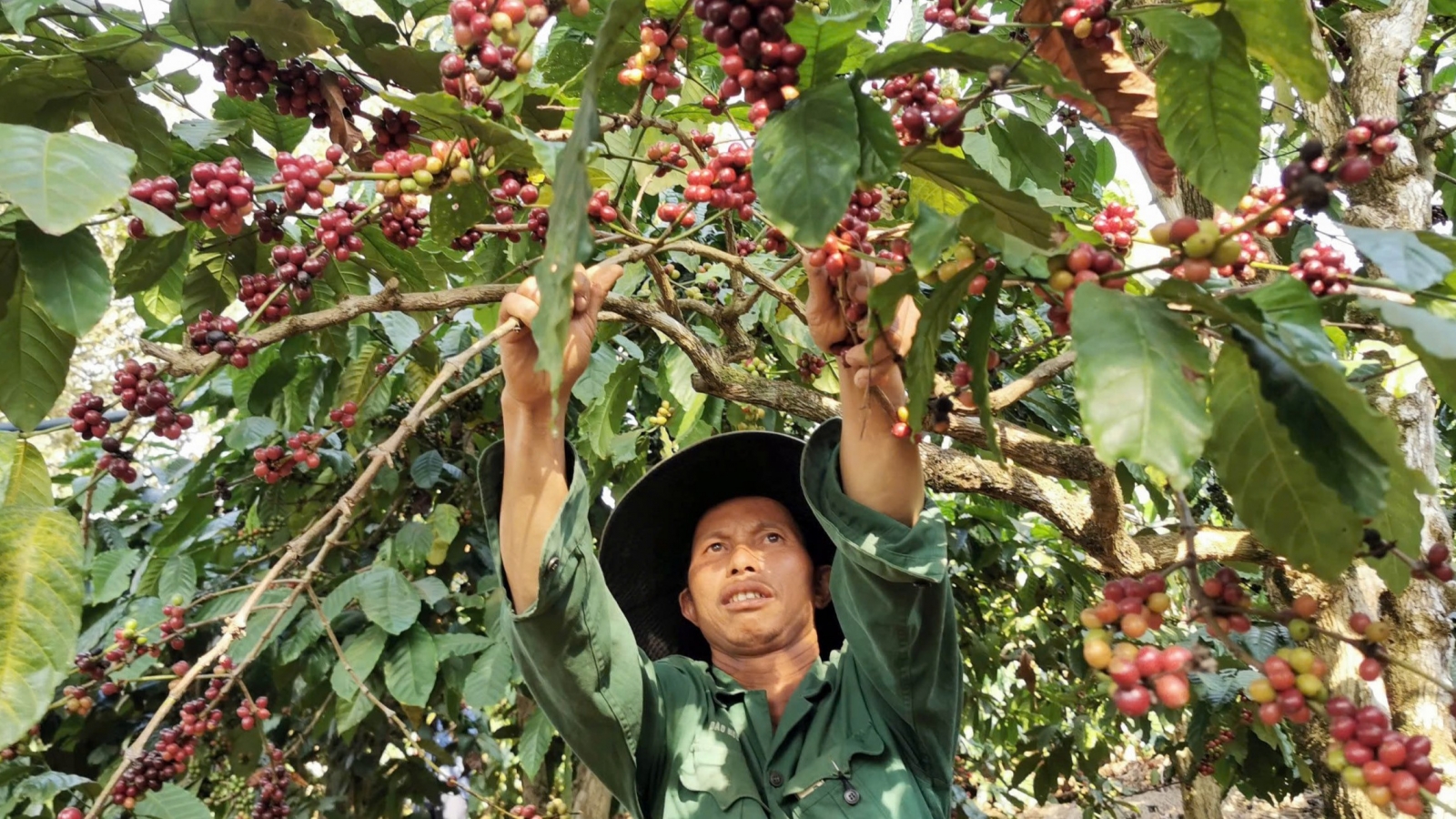 Diện tích cà phê Lâm Đồng lớn nhất nước, đang định vị trên thị trường thế giới
