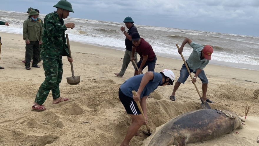 Phát hiện xác cá heo nặng 150kg trôi dạt vào bờ biển Nhật Lệ