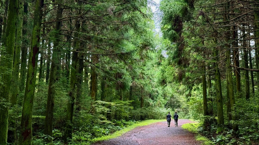 Rừng Saryeoni và con đường trekking thiêng liêng cho sự “chữa lành” ở đảo Jeju