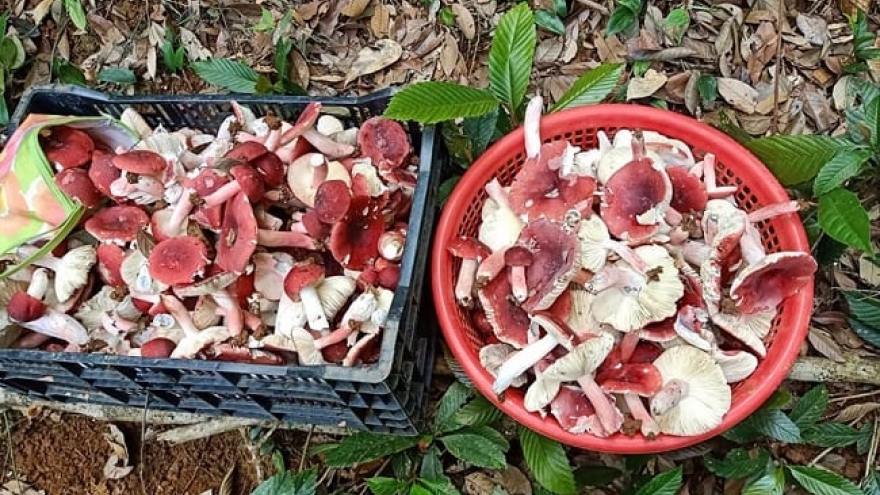 “Vàng đỏ” trong rừng được thương lái Trung Quốc săn lùng