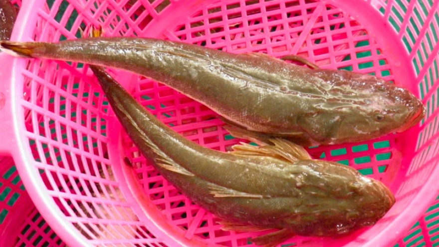 Loại cá xấu xí nhưng thịt thơm ngon, phơi khô bán 600.000 đồng/kg