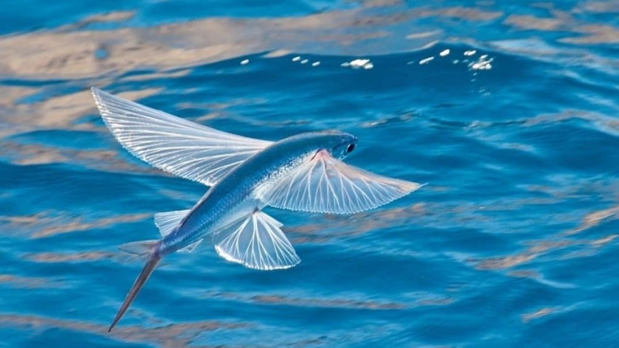 Loài cá biết bay như chim, trước rẻ như cho nay dân biển bắt bán "hốt bạc"