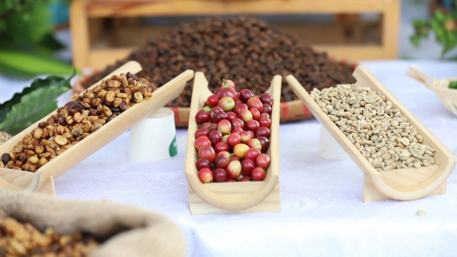 Giá cà phê hôm nay 16/7: Giá cà phê trong nước tăng 1.200 đồng/kg