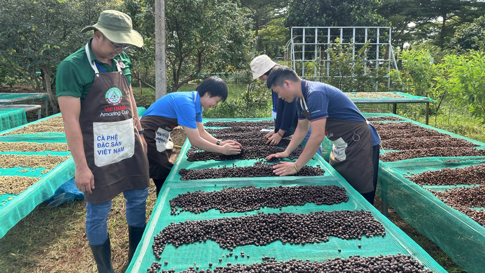 Giá cà phê hôm nay 18/9: Cà phê trong nước có nơi giảm 500 đồng/kg