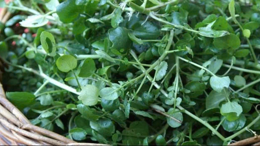 10 tác dụng bất ngờ của cải xoong bạn có thể chưa biết