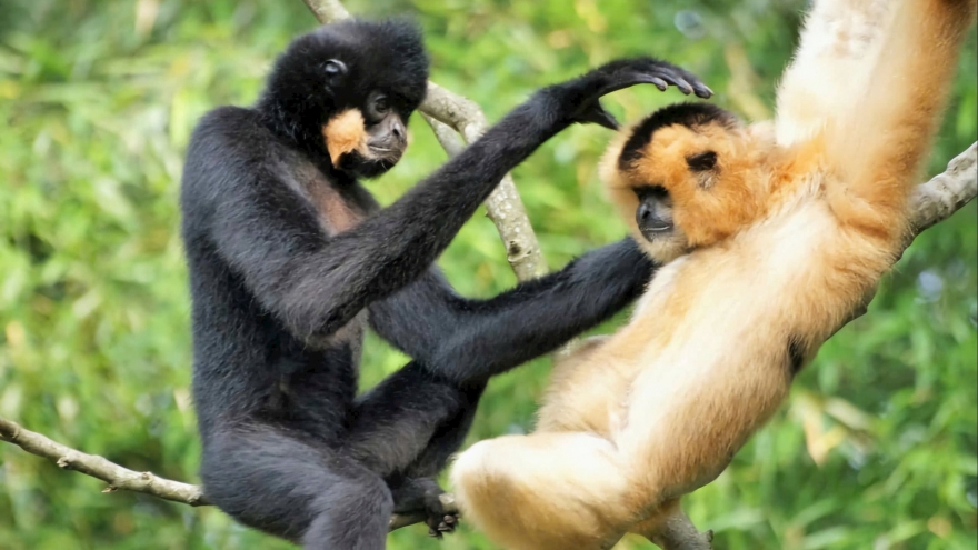 Cat Tien National Park honored with four international ecotourism awards