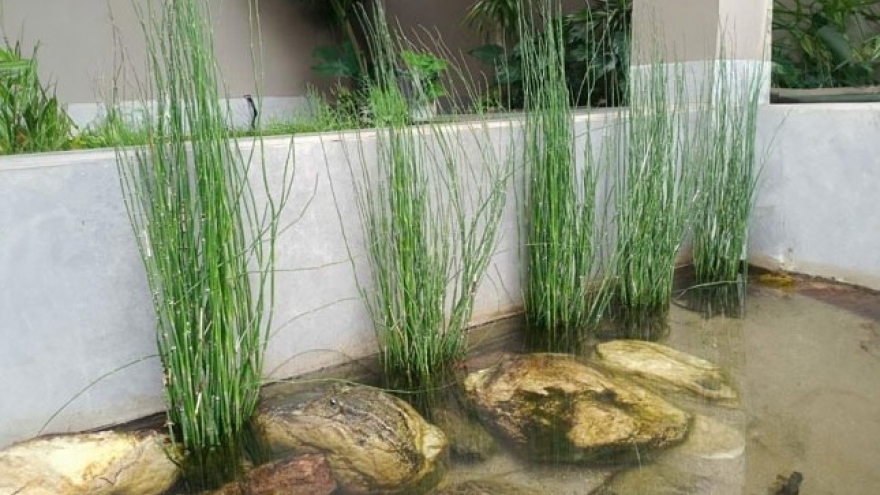 “Hô biến” cỏ dại thành cây cảnh sang chảnh, giá đắt đỏ