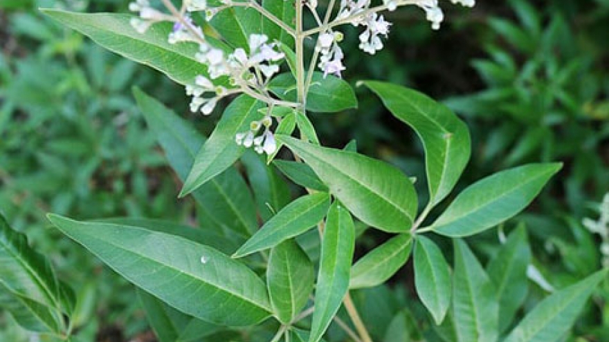 Cây dại chỉ làm củi, nay thành bonsai bỗng “đắt như vàng”